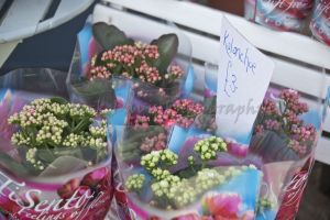 bellway yarm 31.jpg